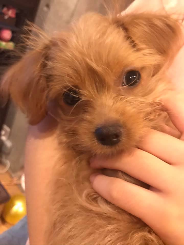 川崎紫明音符ビッツ