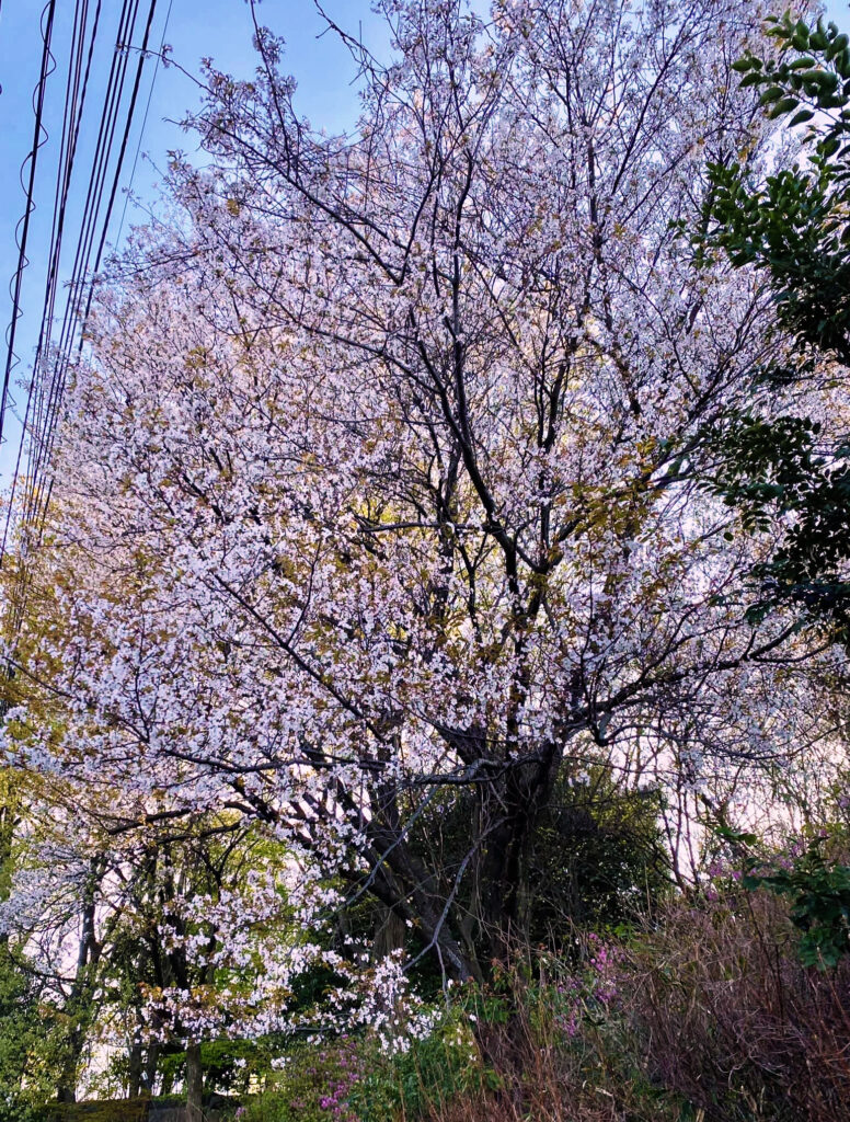 川崎紫明音符ビッツ