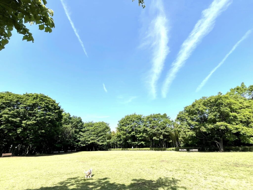 川崎紫明音符ビッツ